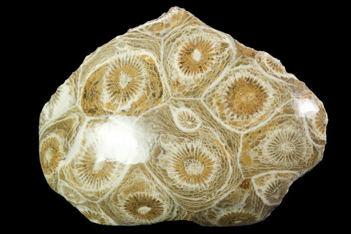 Polished Fossil Coral (Actinocyathus) - Morocco #100653
